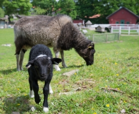 Klappa får och lamm i Barnens Bondgård