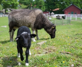 Klappa fr och lamm i Barnens Bondgrd